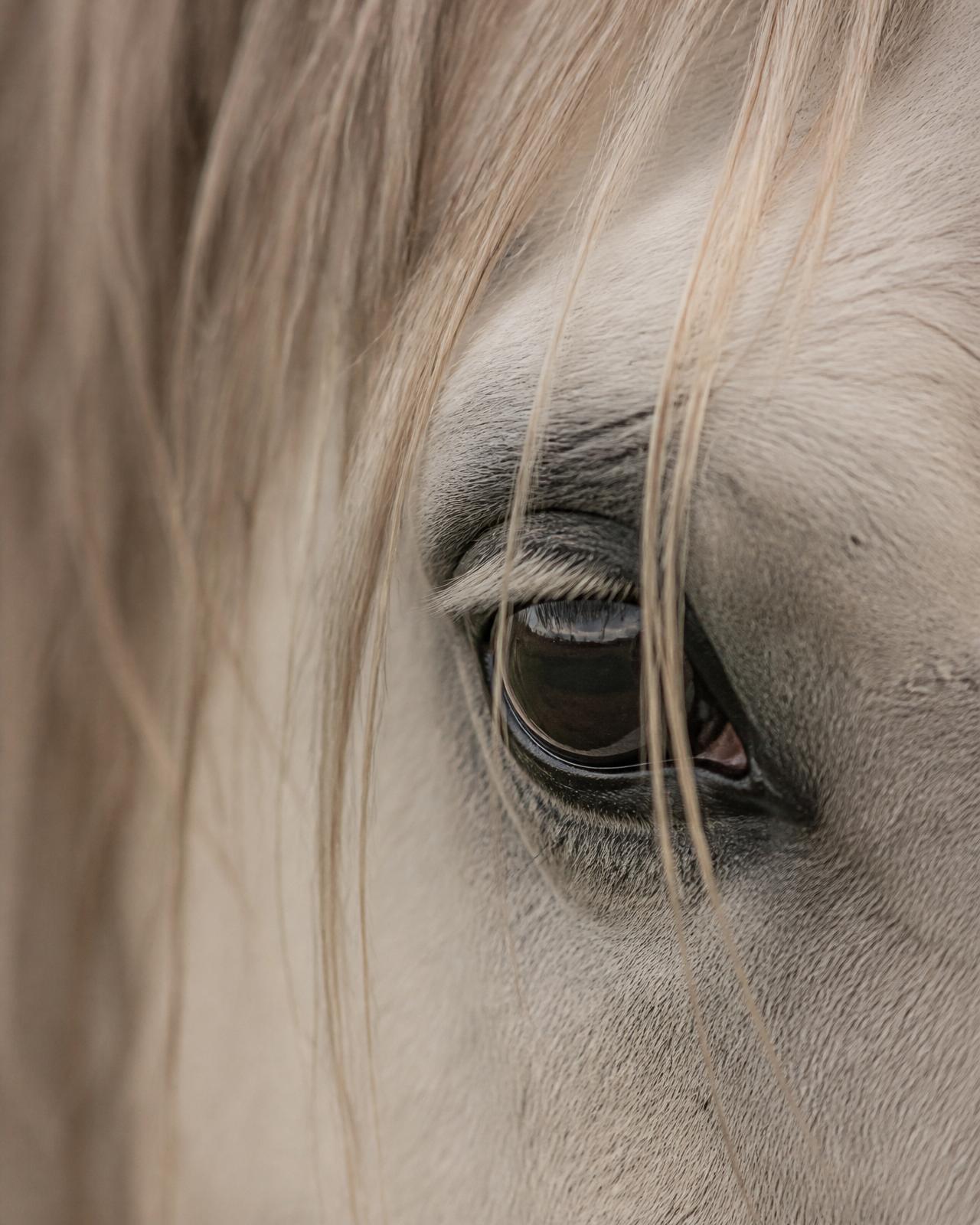 Detalhe do olhar de um cavalo